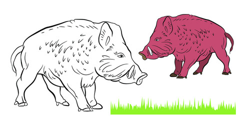 Animals. Black and white image of a large wild boar, coloring book for children.
 Vector drawing.
Color image, background, design.