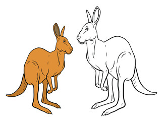Animals. Black and white image of a large wild kangaroo, coloring book for children.
 Vector drawing.
Color image, background, design.