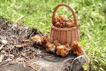 Gyromitra gigas mushrooms in wicker basket on tree stump, natural background. early spring season, fresh mushrooms picking in forest. 