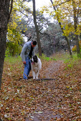A man walks a sheepdog. a large dog breed alabai or kagal, a walk near the water in the forest. The color of the fur is black and white. Spring walk and dog training. Central asian shepherd dog. 