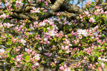 Kirschblüten in weiß rosa im Frühjahr