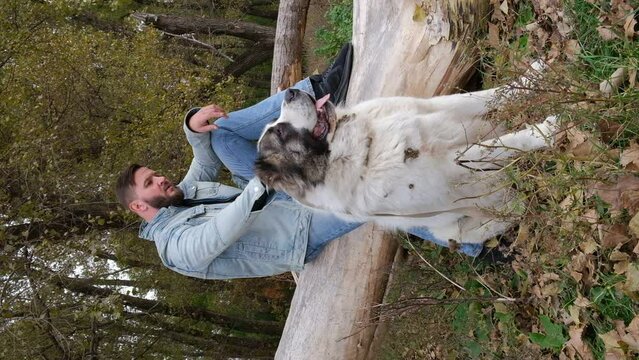 
A man walks a sheepdog. a large dog breed alabai or kagal, a walk in the forest. The color of the fur is black and white. Spring walk and dog training. Central asian shepherd dog. vertical video