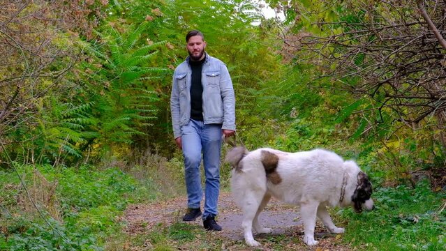 A man walks a sheepdog. a large dog breed alabai or kagal, a walk near the water in the forest. The color of the fur is black and white. Spring walk and dog training. Central asian shepherd dog. 