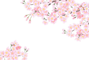 Fototapeta na wymiar 桜の花　背景イラスト