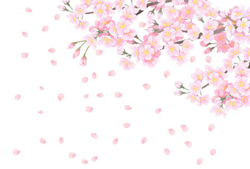 Obraz na płótnie Canvas 桜の花　背景イラスト