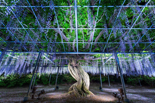 Illuminated wisteria tree at the Ashikaga Flower Park, Tochigi Prefecture, Japan