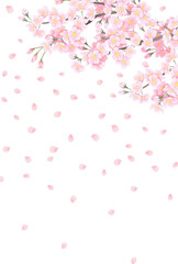 桜の花　背景イラスト