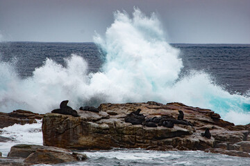 Fototapeta na wymiar cape fur seal on the rocks with crashing waves behind at cape point
