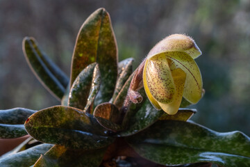 Close-up view of lady slipper orchid paphiopedilum concolor striatum (species) with colorful yellow flower opening in morning light on natural background