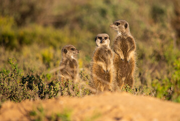 Three meerkats sunning themselves on a mound of sand