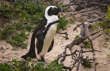 African penguin walking on the beach with roots and plants around it