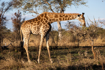 Giraffe bent over to feed from the top of a small bush