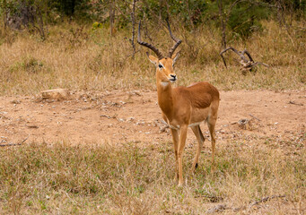 Naklejka na ściany i meble immature impala ram standing alert and looking right