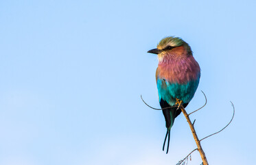 Lilac-breasted roller perched on a branch facing the front and looking left