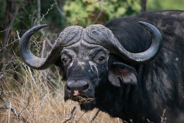 Naklejka premium Portrait of a cape buffalo bull head on