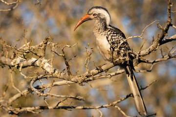 Red-billed hornbill perched on a dead branch facing left
