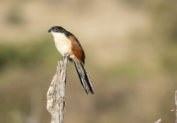 Burchell's Coucal perched on a stump