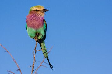 Lilac-breasted roller perched on the tip of a branch facing the viewer