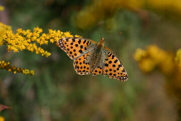 Motyl