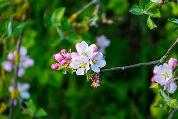 Kirschblüten in weiß rosa im Frühjahr
