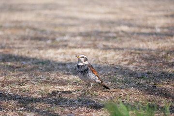日本、神奈川県、春の公園を散歩するツグミ