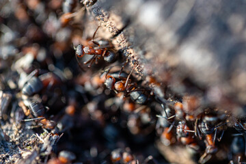 Fototapeta premium A large colony of ants work in their anthill. Spring awakening