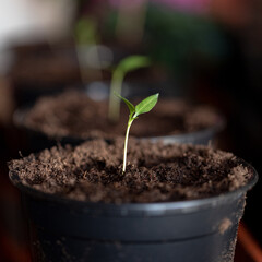 Pepper Seedlings, young foliage of pepper, Spring seedlings. Sprouts pepper	