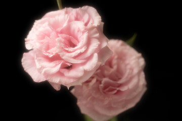 幻想的トルコキキョウ