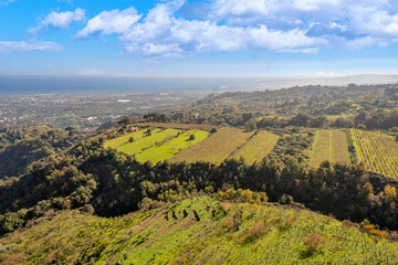 Obraz premium the vineyards on the slopes of the Etna volcano