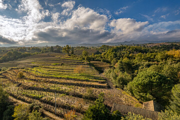 the vineyards on the slopes of the Etna volcano