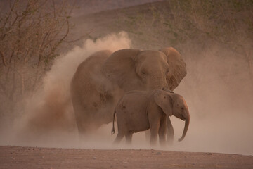 Mother and baby African elephants taking dust baths
