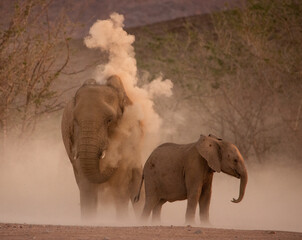 Fototapeta premium Mother and baby African elephants taking a dust bath