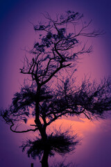 Obraz na płótnie Canvas silhouette of a beautiful tree