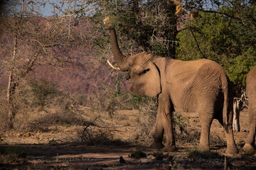 Desert elephant eating from a tree in Namibia