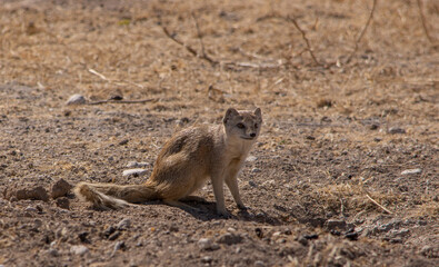 Mongoose in Etosha Namibia