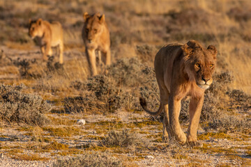 Fototapeta na wymiar Three lions walking towards viewer in Etosha Namibia