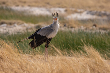 Secretary bird walking through the grass in Etosha Namibia