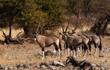 Naklejka na ściany i meble Herd of gemsbok standing together in Etosha Namibia