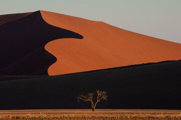 Curving dune with strong shadows and single tree