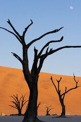 Fototapeta na wymiar Petrified dead trees silhouette against red dunes in Deadvlei with moon in the sky