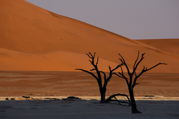 Fototapeta na wymiar Two petrified dead trees silhouette against red dunes in Deadvlei