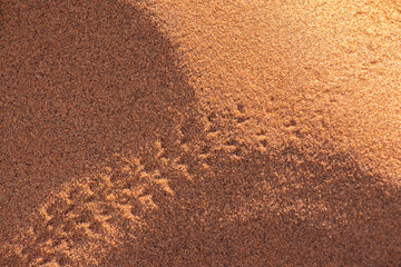 Insect tracts in the Namib desert