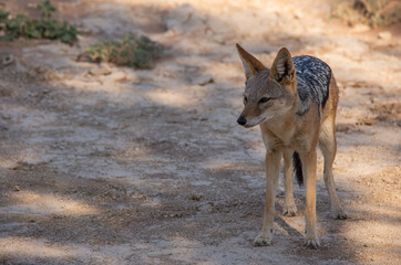 black backed jackel at Sossusveli