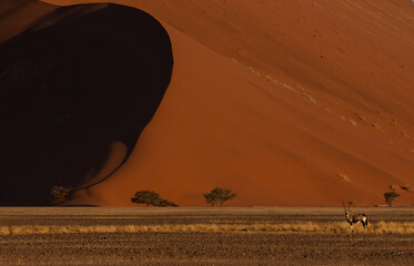 Distant gemsbok in front of a red dune with trees