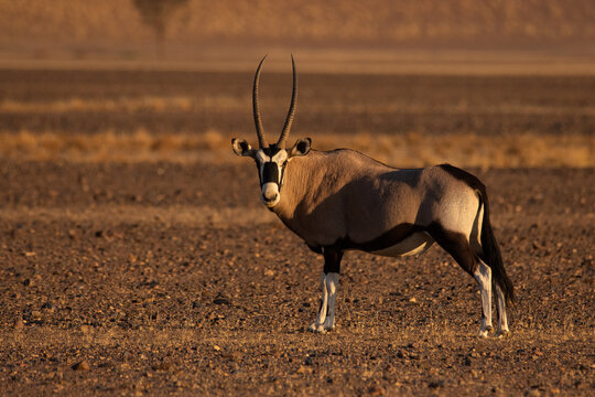 Gemsbok on the gravel plains of the Namib desert