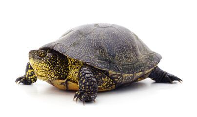 One beautiful turtle.