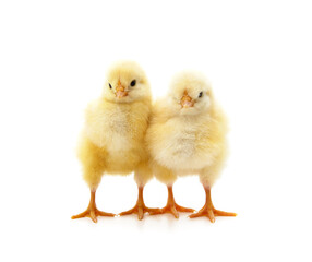 Many small chickens.