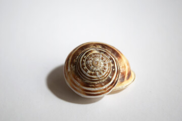 close up of a shell