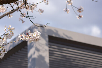  桜 ソメイヨシノ 春 新生活