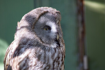 動物園 ミミズク フクロウ 猛禽類 千葉市動物公園